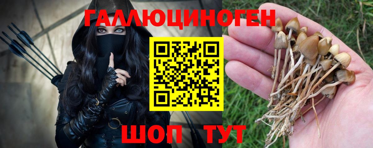 Северск  Псилоцибиновые грибы Psilocybe  Вход с VPN 